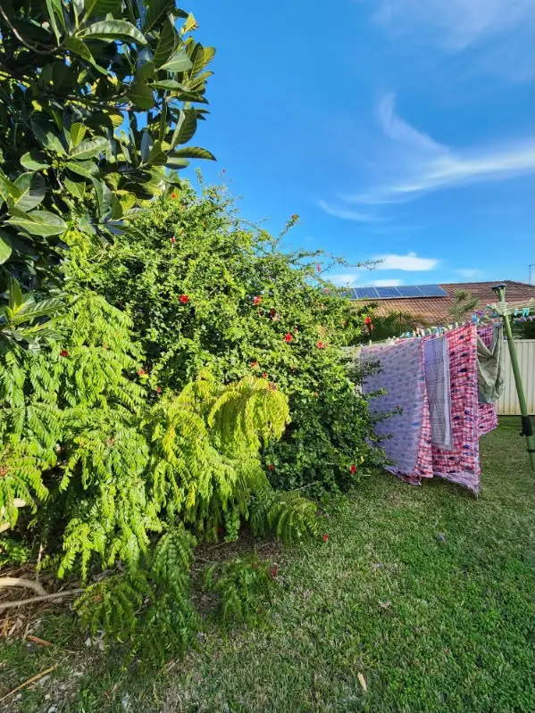 Heavily overgrown conifer and hibiscus along a backyard boundary before hedging