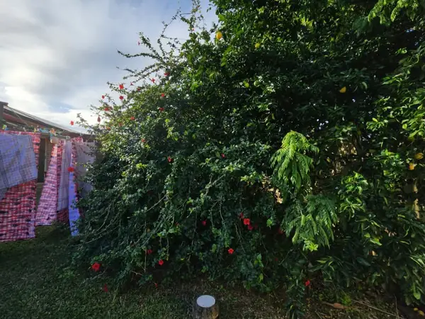 Overgrown shrubs and hibiscus crowding a backyard boundary before trimming