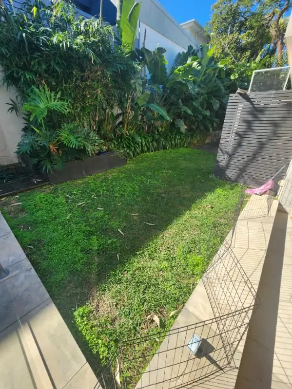 Backyard lawn mown to the edge of a dense tropical garden border