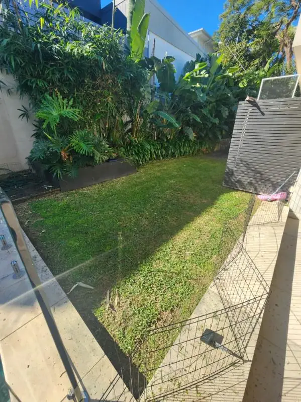 Small courtyard lawn mown and edged along a raised fern garden bed