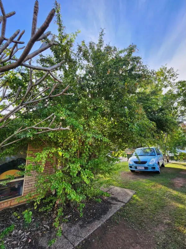 Front garden lawn mown beneath a spreading shade tree
