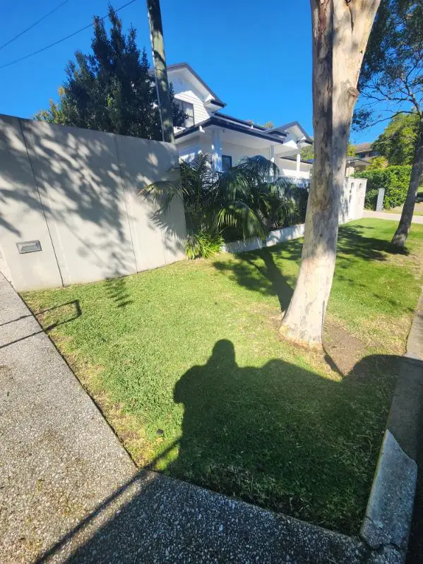 Front lawn mown around a large shade tree beside a rendered wall