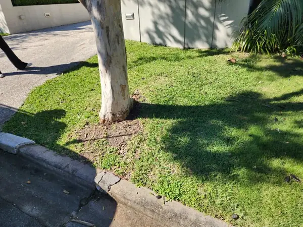 Kerbside verge lawn mown and edged around a street tree