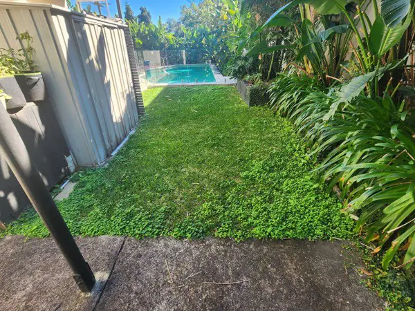 Side access lawn mown between a shed and tropical garden bed
