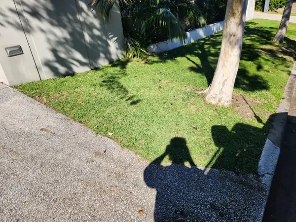 Verge lawn mown around a gum tree and rendered front wall