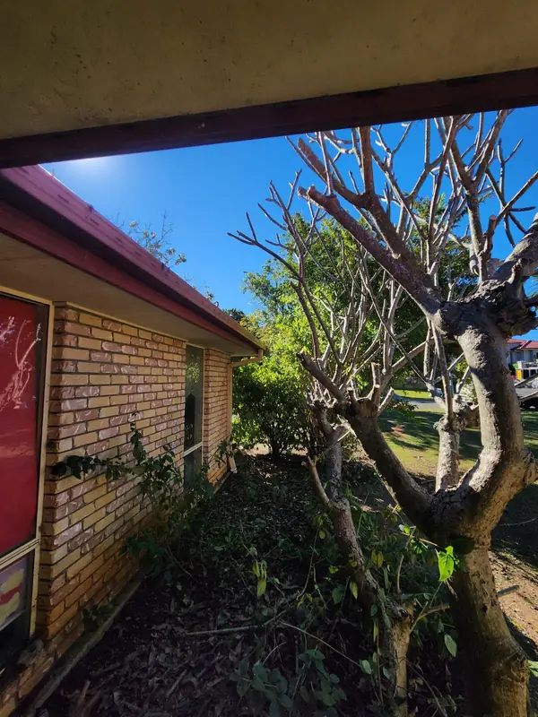 Established tree cut back to clean branch structure beside a brick wall