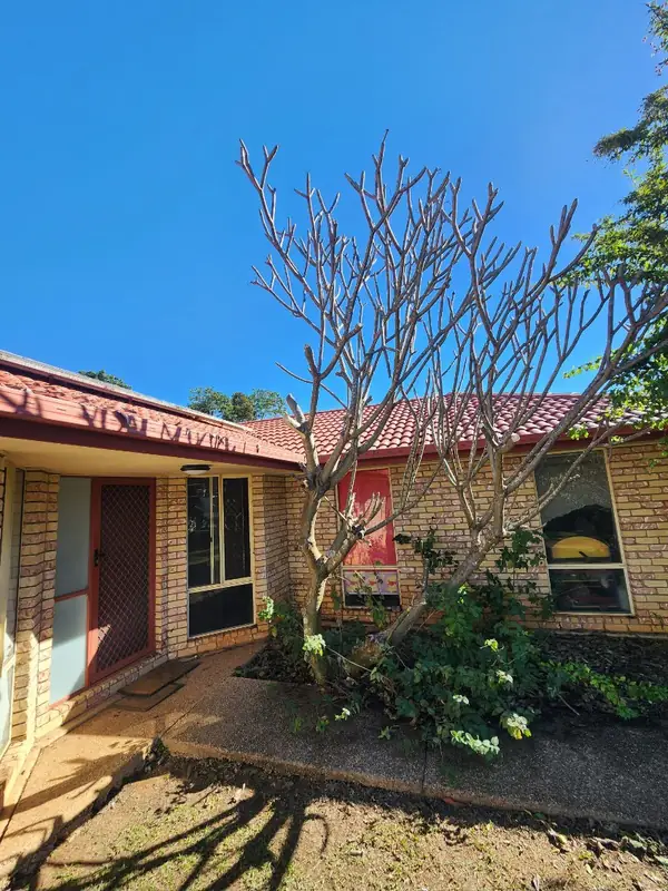 Frangipani pruned back hard in a front garden beside a brick home